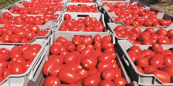 GRUPPO DI CONTATTO POMODORO TRA ITALIA-SPAGNA-FRANCIA, ALLEANZA DELLE COOPERATIVE: NECESSARI INTERVENTI COMUNITARI E NAZIONALI PER LA CRISI DEL POMODORO. POSITIVO IL VIA LIBERA DI BRUXELLES SU PROROGA